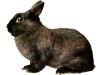 Captcha image 6021