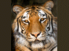 Captcha image 3529